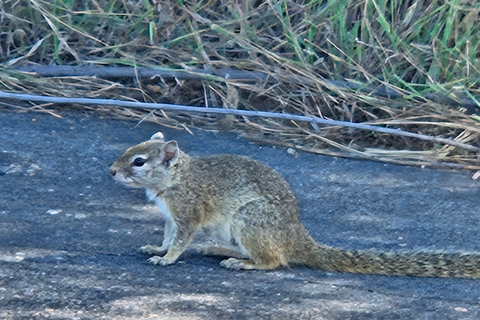 Prywatna wycieczka safari: Park Narodowy Pilansberg Big 5