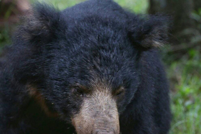 Responsible Wilpattu National Park Jeep Safari from Colombo Wilpattu National Park Half Day Safari from Colombo/Negombo