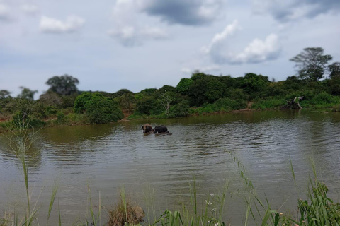 Safári no Parque Nacional Minneriya com tudo incluído e escolha de hotel