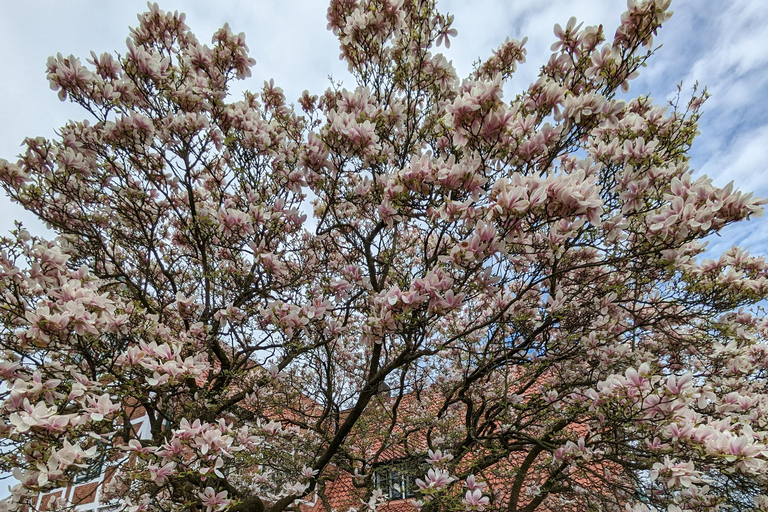 Campo de Hamburgo - Altes Land