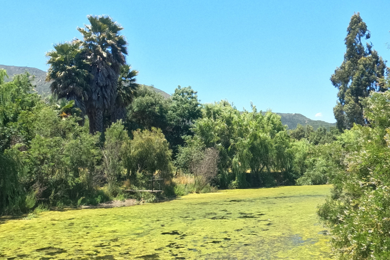 Curacaví Valley: Private Wine Tour of Viña Lopez Pangue and El Cuadro Curacaví Valley: Private Wine Route Tour - Viña Lopez Pangue and El Cuadro