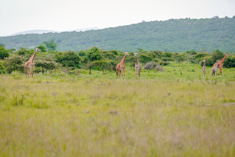 Rwanda: Safari w Parku Narodowym AkageraRwanda: safari, trekking z gorylami i szympansami