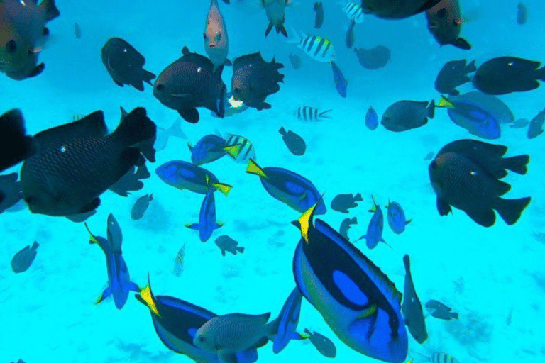 Zanzibar: Private Snorkeling Tour At Mnemba Island