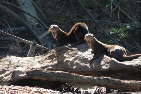 Puerto Maldonado: Amazon River Otters Adventure