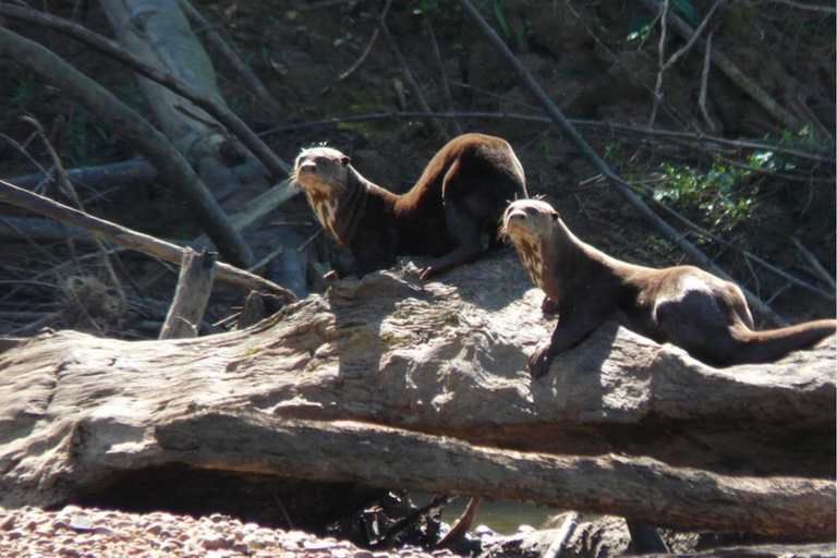 Puerto Maldonado: Amazon River Otters Adventure
