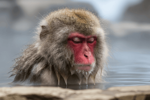 From Tokyo & Nagano: Snow Monkey Private Customizable Tour
