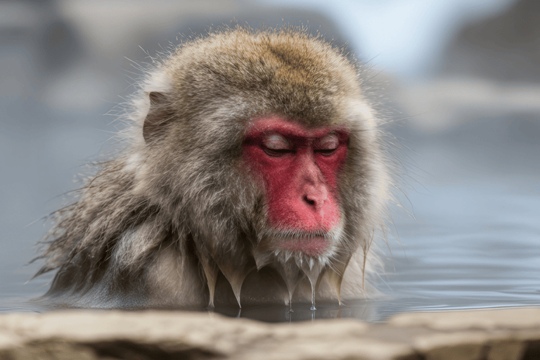 From Tokyo & Nagano: Snow Monkey Private Customizable Tour