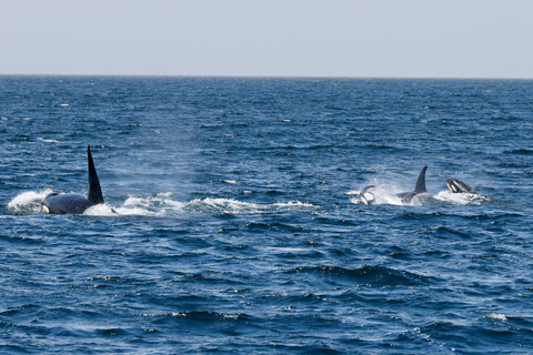 Los Angeles Harbor Breeze Cruise & Battleship USS Iowa Entry Whale Watching Cruise + USS Iowa Ticket