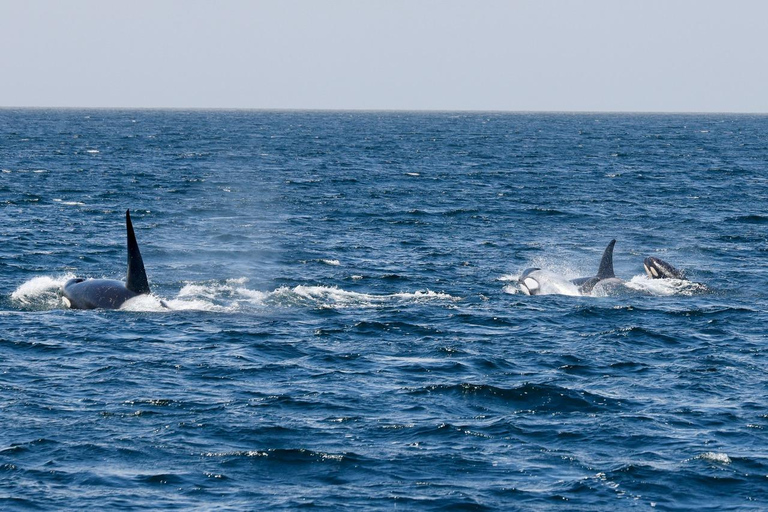 Los Angeles Harbor Breeze Cruise & Battleship USS Iowa Entry Whale Watching Cruise + USS Iowa Ticket