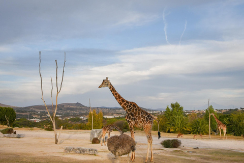 Africam Safari Conservation Park
