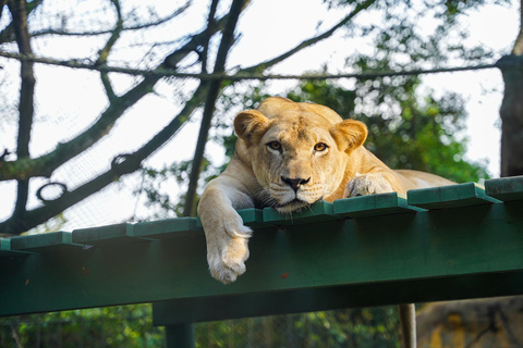 De Bogotá: Mergulhe na diversão no Parque Aquático Piscilago!