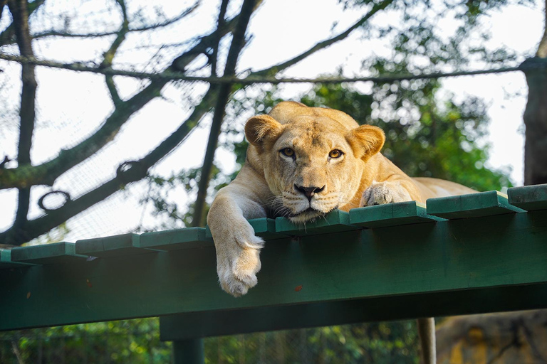 De Bogotá: Mergulhe na diversão no Parque Aquático Piscilago!