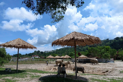 Phuket: Reserva de elefantes Freedom - Paseo por la naturaleza etéreaPhuket: Tour por la reserva natural Freedom Elephant Reserve con paseo y alimentación de elefantes