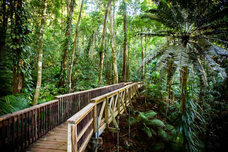 Cairns Daintree And Mossman Gorge Tour With Cruise Option Getyourguide