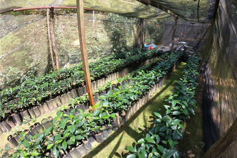 Huatulco: Santa Maria and Pluma Hidalgo Coffee Tour