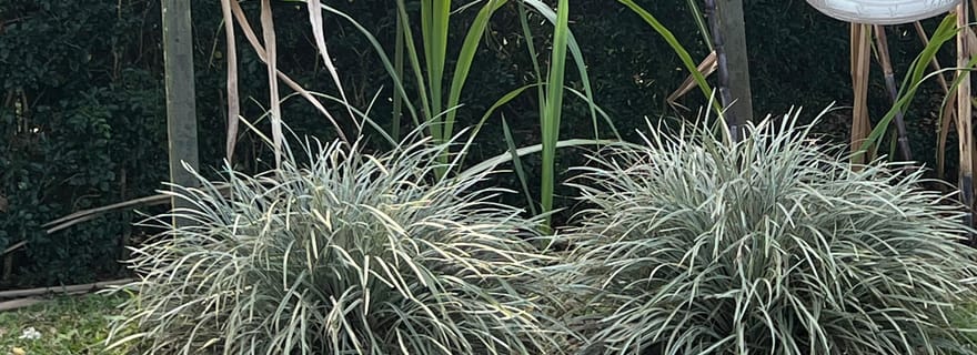 Guadeloupe demi-journée: visite immersive au cœur de la canne à sucre