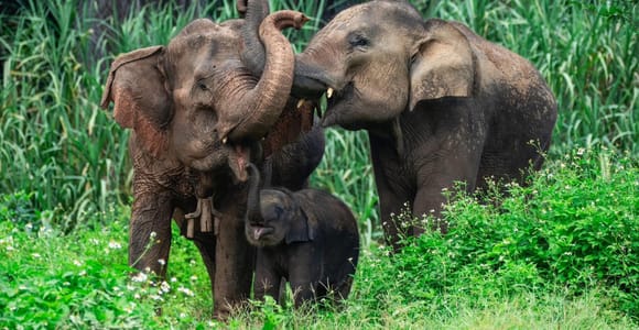 Krabi: Ethical Elephant Sanctuary Half-Day Experience