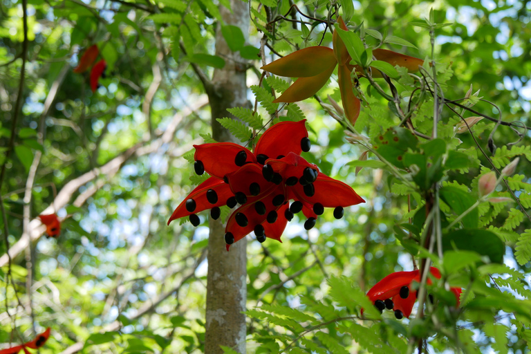 Santuario de My Son y Senderismo de Montaña - PeregrinaciónMi hijo Santuario Viaje de madrugada
