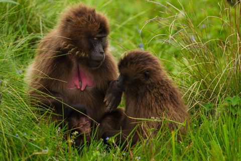 Gondar: 7-tägige Simien Mountains Wandertour