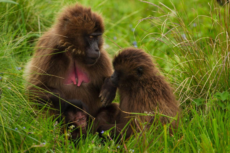 Gondar: 7-tägige Simien Mountains Wandertour