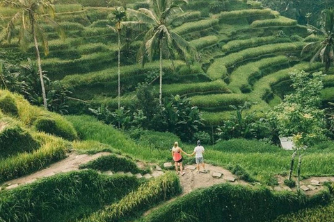 Ubud: Foresta delle scimmie, terrazze di riso, tempio e cascata PetanuUbud: Foresta delle scimmie, terrazze di riso, tempio e cascata di Petanu