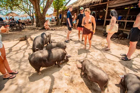 Koh Samui: Schweineinsel-Tagestour mit dem Schnellboot