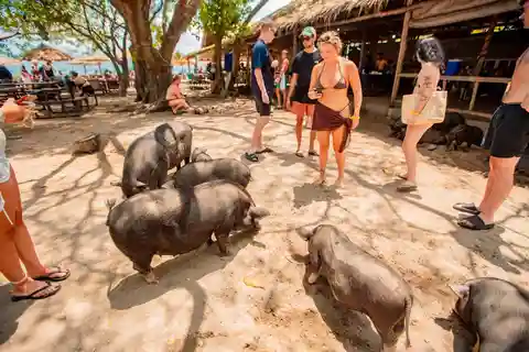Koh Samui: Pig Island Day Tour by Speedboat