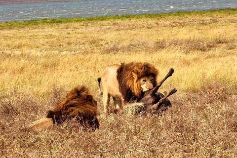 Arusha: Tagestour zum Lake Manyara National Park mit Mittagessen