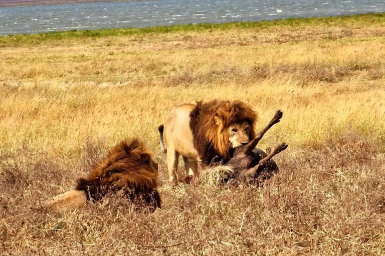 Arusha: Tagestour zum Lake Manyara National Park mit Mittagessen