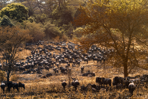 Safari &amp; strandvakantie in Tanzania