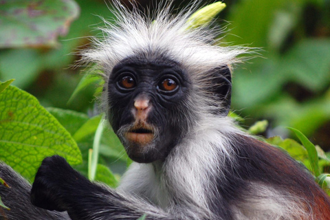 Zanzibar: las Jozani, farmy przypraw i wycieczka po Stone TownZanzibar: Las Jozani, plantacje przypraw i wycieczka po Stone Town