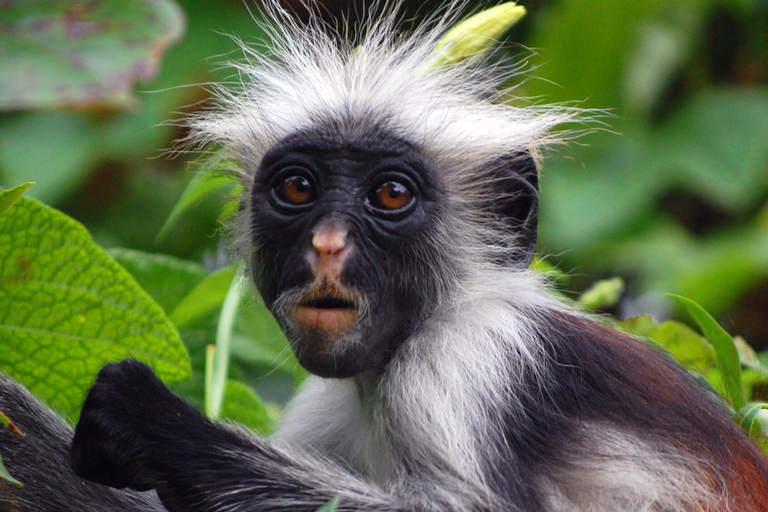 Zanzibar: las Jozani, farmy przypraw i wycieczka po Stone TownZanzibar: Las Jozani, plantacje przypraw i wycieczka po Stone Town