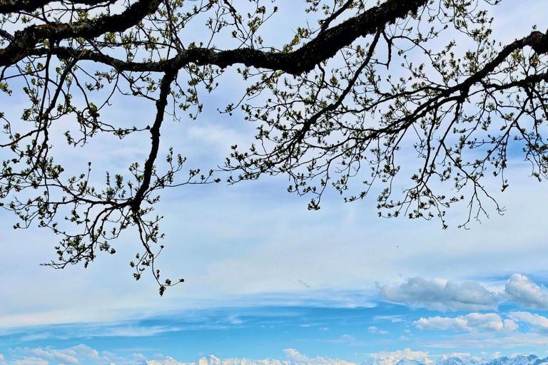 GurtenPark–Bern: 360° Viewpoint, Toboggan Run, and Cheese Picnic Gurten Park – Bern: Small Group Tour
