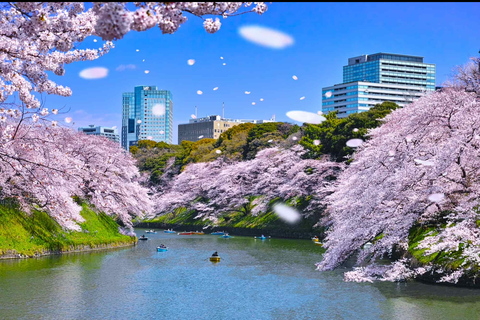Tokyo: Cherry Blossoms, Temples, and Old Town Tour
