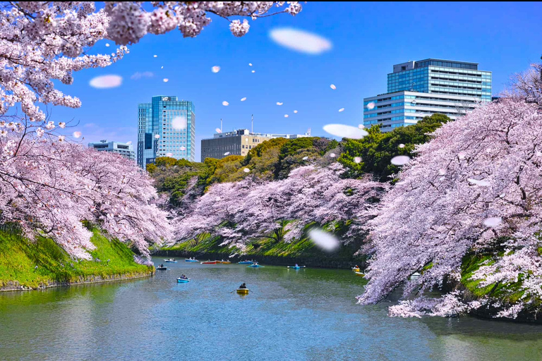 Tokyo: Cherry Blossoms, Temples, and Old Town Tour