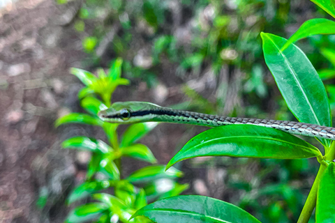 Tissamaharama: Watching Deer, Crocodile & Birds Village Tour Village Tour Shared