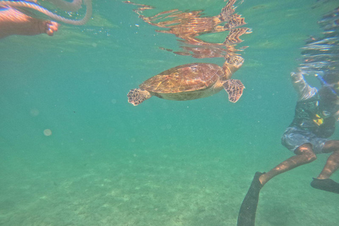 Mirissa: Thalaramba Beach Snorkeling Tour with Sea Turtles