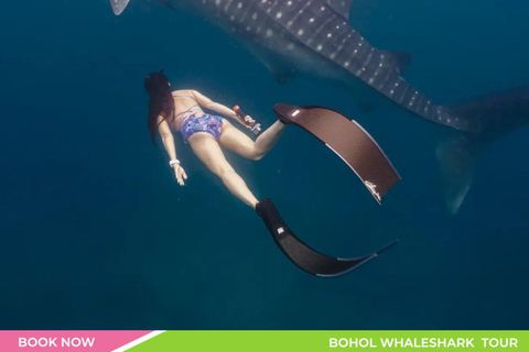 BREATHTAKING SOUTH CEBU WHALESHARK ADVENTURE