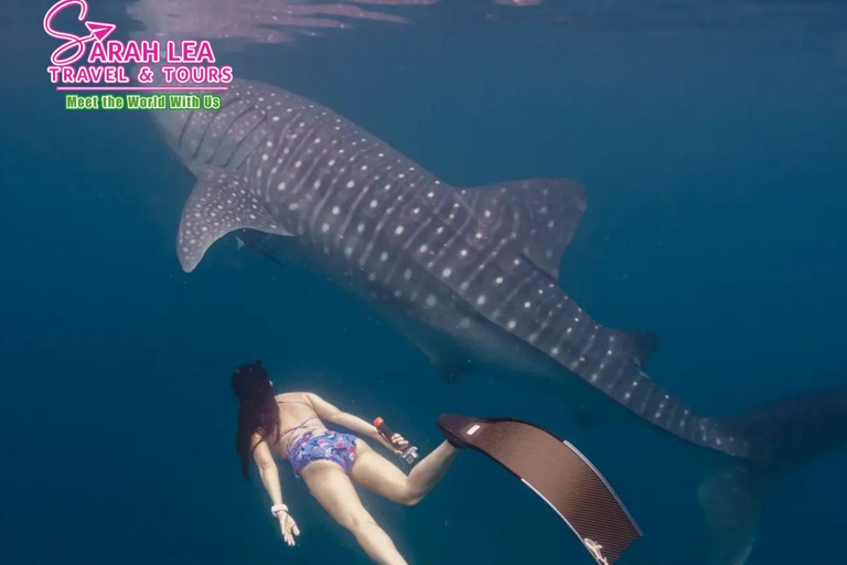 BREATHTAKING SOUTH CEBU WHALESHARK ADVENTURE
