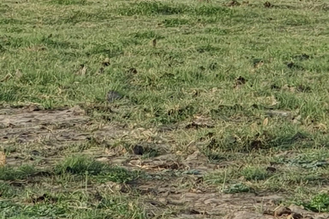 Minneriya National Park Jeep Safari - All Fees Included Minneriya NP Private Safari - Jeep & Entry fee- All included