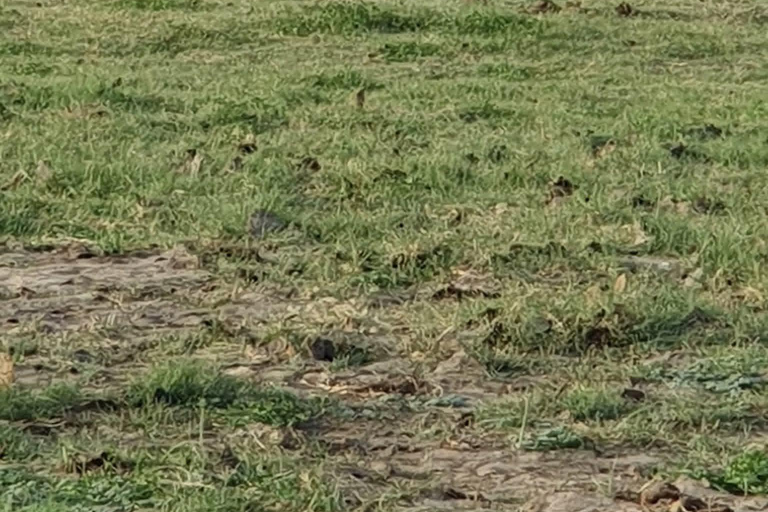 Minneriya National Park Jeep Safari - All Fees Included Minneriya NP Private Safari - Jeep & Entry fee- All included