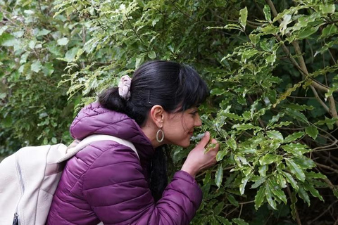 Zealandia: Forest Secrets, Plant Stories Walking Tour