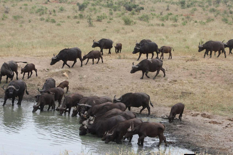 Mombasa/Diani: 2-Day Tsavo East Safari with Meals Private day tour to Tsavo East National Park - VAN