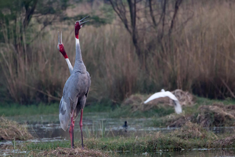 Da Nuova Delhi: Tour di un giorno del Parco Nazionale di Sultanpur in auto