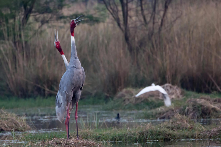 Från New Delhi: Sultanpur National Park Dagsutflykt med bil