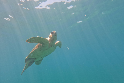 Pafos: Observación de tortugas con esnórquel en moto de mar