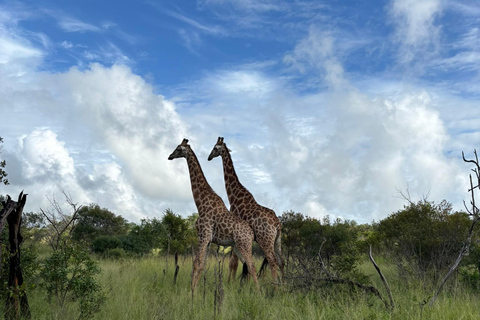 From Durban: Game drive at Hluhluwe-iMfolozi Park Big 5