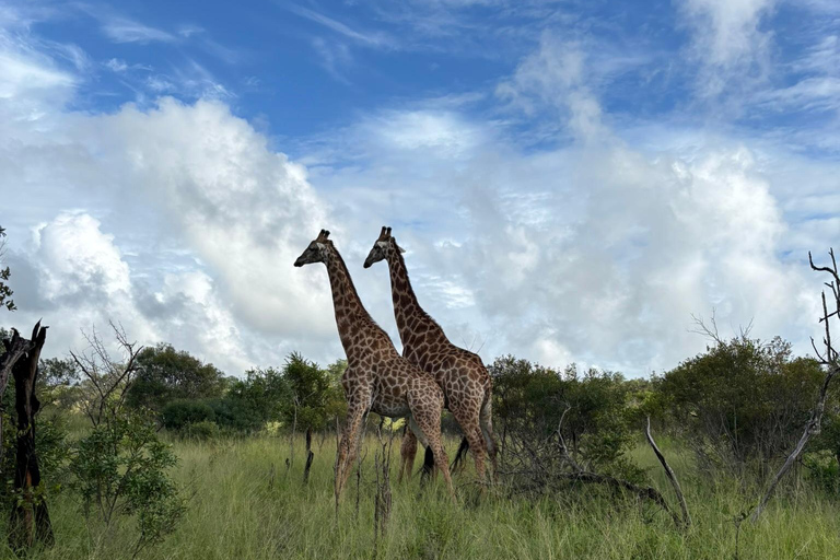 From Durban: Game drive at Hluhluwe-iMfolozi Park Big 5