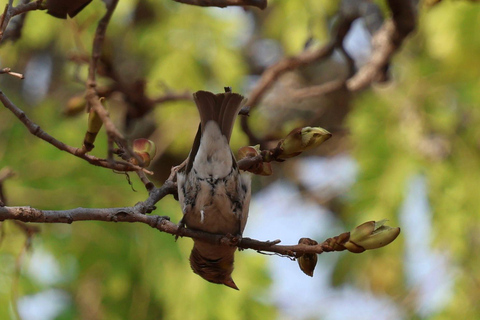 Livingstone: Birding Safari Half-Day or Full-Day Options