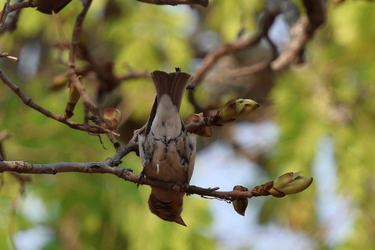 Livingstone: Birding Safari Half-Day or Full-Day Options